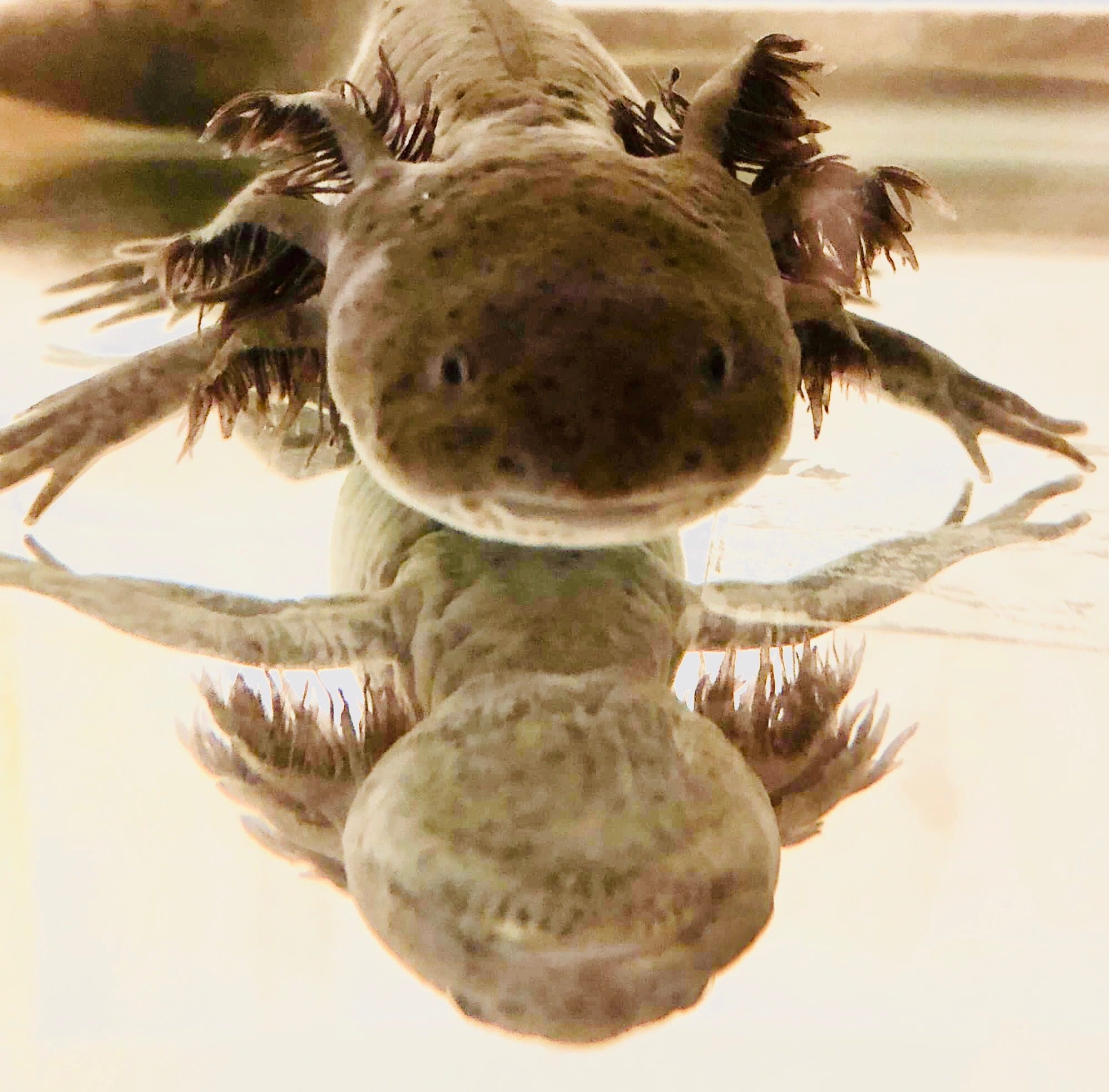 Diary of Bob the Axolotl